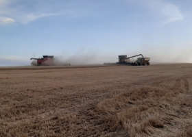 El trigo en muchos zonas terminó siendo un cultivo de servicio, pero aún tiene repechaje comercial