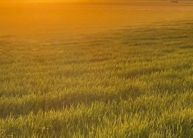 Ante la sequía, el arroz entrerriano tiene riego permanente y se disparan los costos