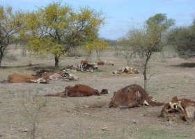 Desesperado pedido para que abran compuertas y llegue agua