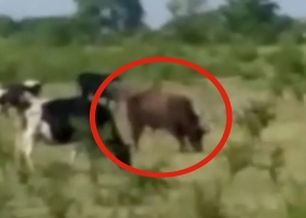 Conmoción por la muerte de un dirigente rural y de Pro atacado por un toro
