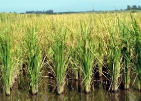  El arroz también viene patas para arriba en Entre Ríos: Llovió cuando no se necesitaba y ahora que se necesita no llueve