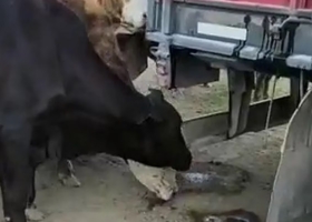 La desesperación de las vacas que van detrás de las últimas gotas de agua