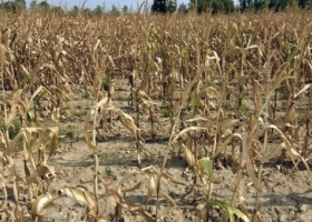 Las exportaciones agropecuarias se reducirían hasta 14.100 mill/dol por la sequía