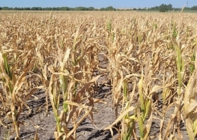 La Bolsa de Entre Ríos dice que está sequía ya es peor que la de 2008 y que “no hay manejo agronómico” capaz de hacerle frente