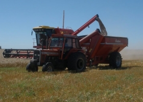 El trigo 2022/23 cerró un balance con todos sus números en rojo