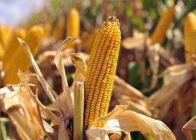 La BCBA recortó la estimación de producción de maíz en 5,5 millones de toneladas