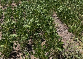 Emergencia nacional: El 60% del área argentina de soja se encuentra en condición mala a regular