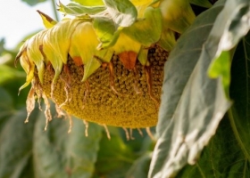 En el NEA ya se cosechó el 90% del girasol
