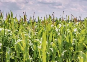 Maíz: las lluvias permitirían sembrar las 600 mil/ha que restan