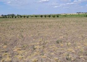 Buenos Aires extendió el estado de emergencia y desastre agropecuario hasta marzo