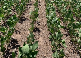 El delegado del USDA en la Argentina estima que la cosecha de soja será de apenas 36 millones de toneladas