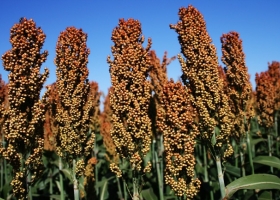 En Entre Ríos prevalece la modestia pluvial con impacto en el sorgo y el maíz