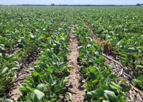 Las lluvias no alcanzaron y la siembra de soja finalizó con la menor superficie desde la campaña 2006/07