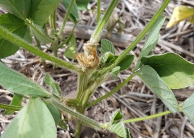 Claves para tomar las mejores decisiones agronómicas en el resto de la campaña