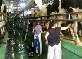 Los tambos argentinos cerraron otro año con el precio de la leche más bajo a nivel mundial