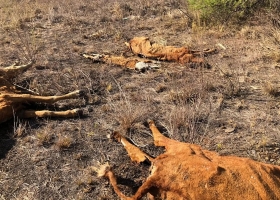 Se le murieron 50 vacas, vendió decenas y se abrió una grieta en la tierra de su campo