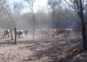 La ganadería, en terapia intensiva en Corrientes: estiman pérdidas por $ 28.000 millones