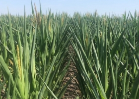 El delegado del USDA en la Argentina estima una producción preliminar de maíz 2022/23 de 45 millones de toneladas