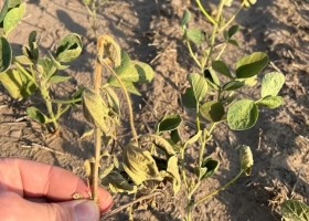 Llovió poco, esperan más precipitaciones pero igual habrá otro recorte de producción por la ola de calor