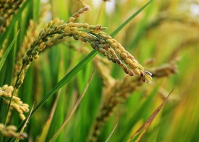 El 75% del arroz entrerriano está en condición buena