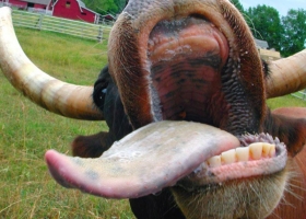 Otra alerta sanitaria regional: la vaca loca habría reaparecido en Brasil
