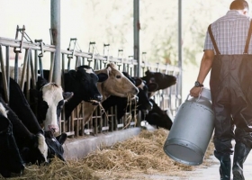 Una foto que engaña: la producción de los tambos subió en enero, pero afirman que volverá a caer