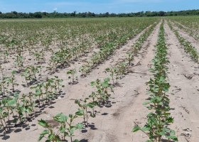 Tras la insólita helada estival, la cosecha de soja podría caer a su peor cifra en 20 años