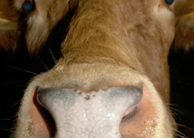 Por un caso de "vaca loca", Brasil suspende las exportaciones de carne a China