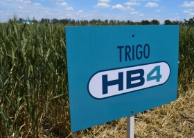 Trigo HB4 en medio de la sequía, afirman que rindió hasta 40% más que las variedades convencionales