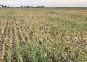En la campaña 2022/23 apenas cinco cultivares ocuparon el 40% de la superficie total de trigo ¿Cuáles son?