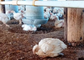 Se reportó el primer caso de gripe aviar en aves de corral y el Gobierno suspendió exportaciones