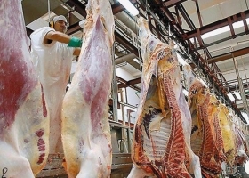 La faena vacuna se mantuvo alta durante febrero gracias a la sequía mientras aumenta la salida de vacas de los campos