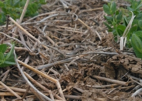 La arveja amarilla ya ocupa casi un tercio de la superficie total sembrada en la Argentina gracias al auge de los alimentos basados en plantas