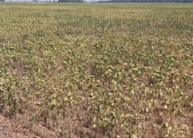 La “sequía comercial” pega tan fuerte como la sequía climática en el mercado argentino de soja