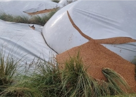 Le rompieron 51 silobolsas a una cooperativa del campo y es el mayor ataque registrado en el país