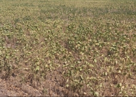 La última estimación de la cosecha argentina de soja da escalofríos: Apenas 27 millones de toneladas. Y se puede poner peor.