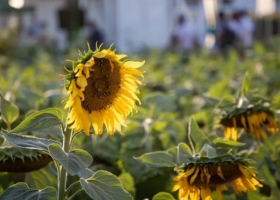 La Unión Agrícola Avellaneda pagó 105 mil por el primer lote de girasol