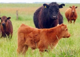 El 25% de las vacas se encuentra en zona de sequía.