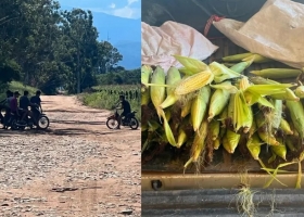 La angustia de un productor que vive en vilo por los “motochorros de choclos”