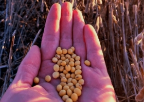 ¿Con qué nivel de reservas de soja la industria aceitera argentina cierra el ciclo comercial 2021/22?