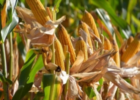 En el sur del área agrícola, el maíz tardío todavía da pelea