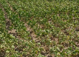 En Córdoba, la cosecha caerá un 50% y se perderán 7700 millones de dólares