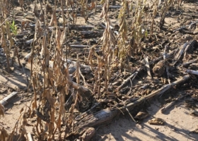 El agro es el único sector de la economía argentina que no creció en 2022 ¿Cuán sostenible es el país con la máquina de generar divisas averiada?