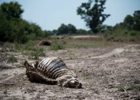 Vamos a perder lo recuperado alertan que el stock vacuno podría achicarse en cinco millones de animales