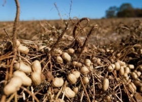 La Secretaría de Agricultura comenzó a publicar precios FOB de referencia de especialidades agrícolas