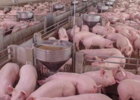 Peste porcina: Argentina elaboró un plan de contingencia que se pondrá en marcha a partir del primer caso positivo