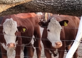 La faena vacuna creció un notable 16,8% en primer trimestre y seguiría siendo alta hasta pasado el invierno