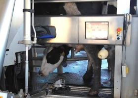  Robots que ordeñan vacas: la inteligencia artificial también crece en los tambos