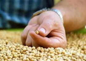 Pese al nuevo dólar, los productores seguirán cobrando el equivalente a menos de la mitad del valor internacional de la soja