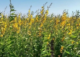 Crotalaria, un cultivo que presta servicios en verano y ofrece amplios beneficios